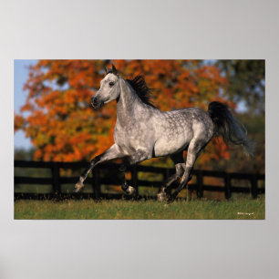 Poster Cheval arabe : Automne 1
