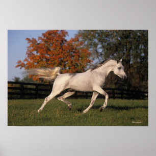 Poster Cheval arabe : Automne 2
