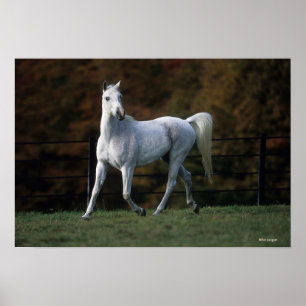Poster Cheval arabe courant 1