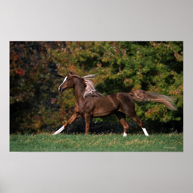 Poster Cheval arabe en campagne de graminées (Devant)