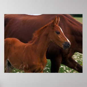 Poster Cheval Arabe près de Mère