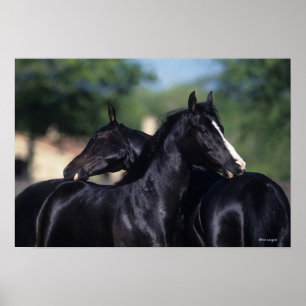 Poster Cheval Arabe qui s'écroule
