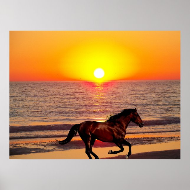 Poster Cheval au coucher du soleil (Devant)