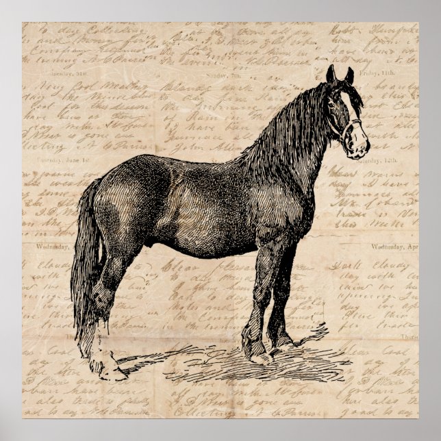 Poster Cheval avec papier de script (Devant)