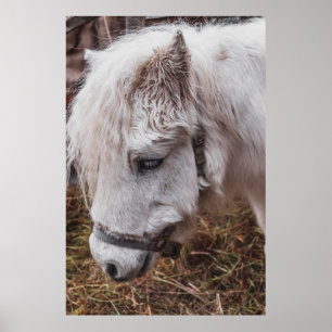POSTER CHEVAL BLANC