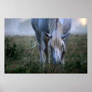 Poster Cheval blanc