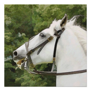 POSTER CHEVAL BLANC