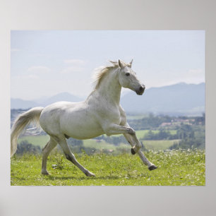 Poster cheval blanc courant sur le pré