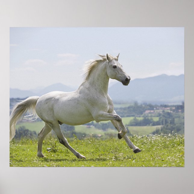 Poster cheval blanc courant sur le pré (Devant)