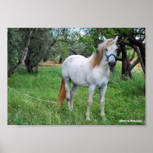 Poster Cheval blanc dans un champ d'herbe