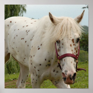 Poster Cheval blanc de l'amour