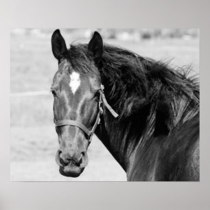 Poster Cheval blanc noir
