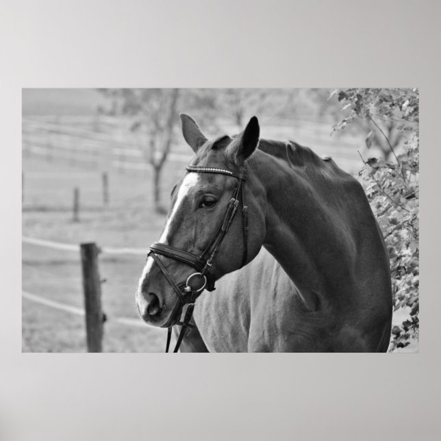 Poster Cheval Blanc Noir - Oeuvre De Photographie Animale (Devant)