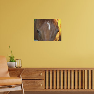 Poster Cheval Brown avec le visage blanc Marquage Photogr