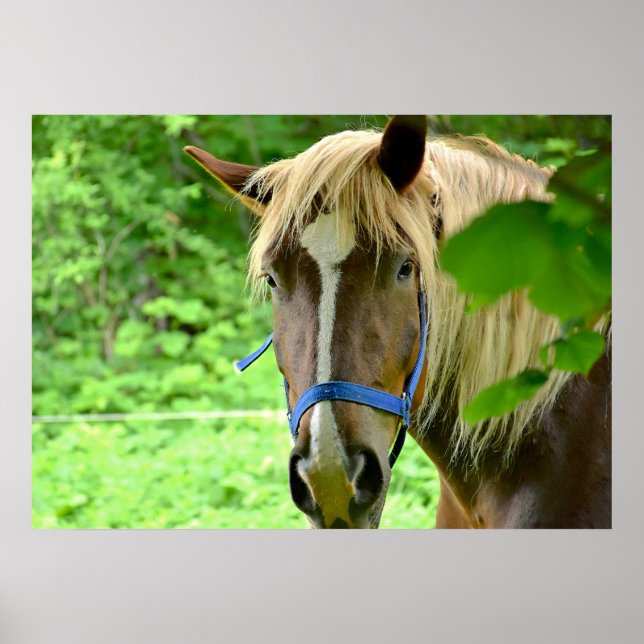 Poster Cheval Brown Belge Brouillon Photo (Devant)