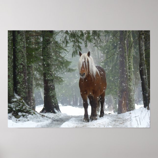 Poster Cheval Brown dans une forêt d'hiver avec chute de  (Devant)