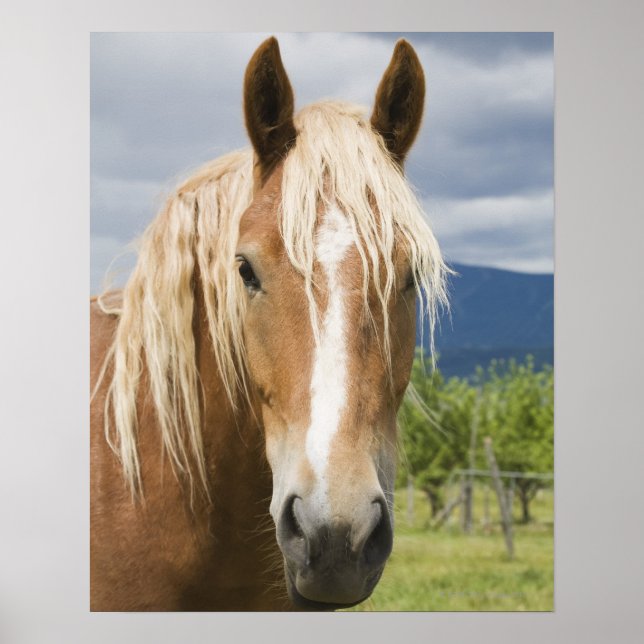 Poster Cheval Brown léger (Devant)