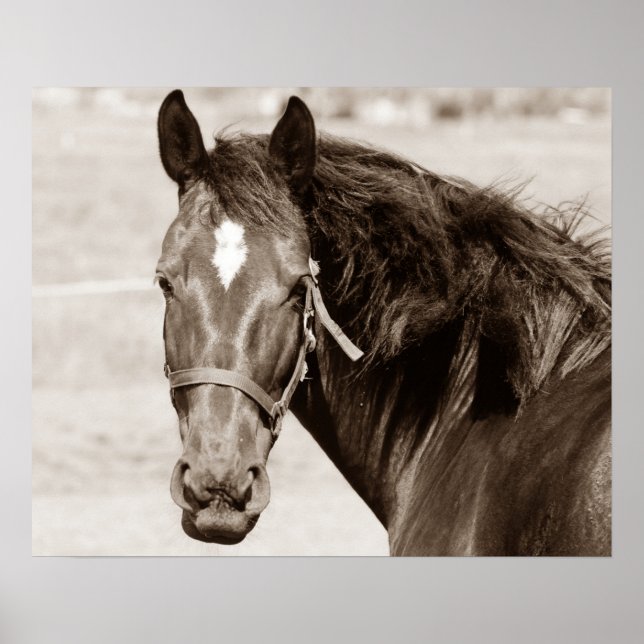 Poster Cheval Brown Sepia (Devant)