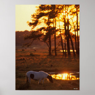 Poster Cheval Chincoteague Bob Langrish Pâturage Au Couch