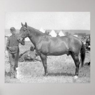 Poster Cheval "Comanche" le seul Survivant du Custer