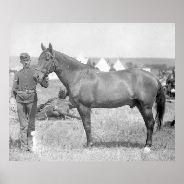 Poster Cheval "Comanche" le seul Survivant du Custer (Devant)