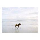 Cheval courant sur la plage