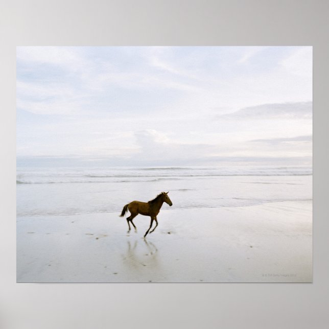 Poster Cheval courant sur la plage (Devant)