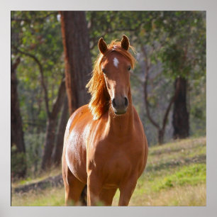 Poster Cheval Dans Les Bois