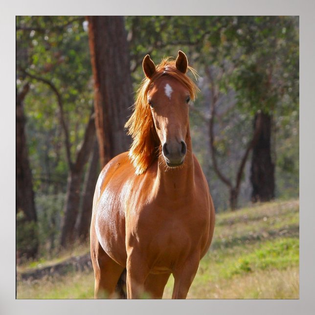 Poster Cheval Dans Les Bois (Devant)