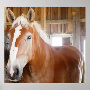 Poster Cheval dans l'étal 2