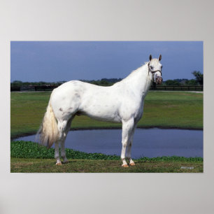 Poster Cheval d'Appaloosa