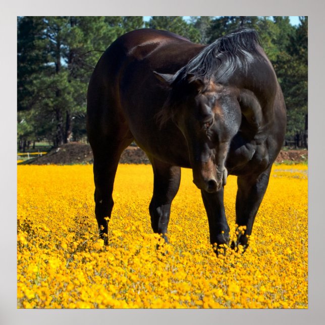 Poster Cheval de baie dans un champ de fleurs jaunes (Devant)