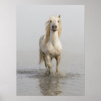Cheval de Camargue courant dans l'eau