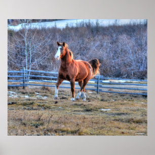 Poster Cheval de châtaignes en marche sur une colline pho