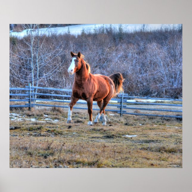 Poster Cheval de châtaignes en marche sur une colline pho (Devant)