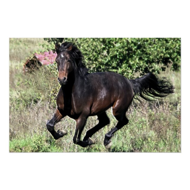 Poster Cheval de châtaignier à galop (Devant)