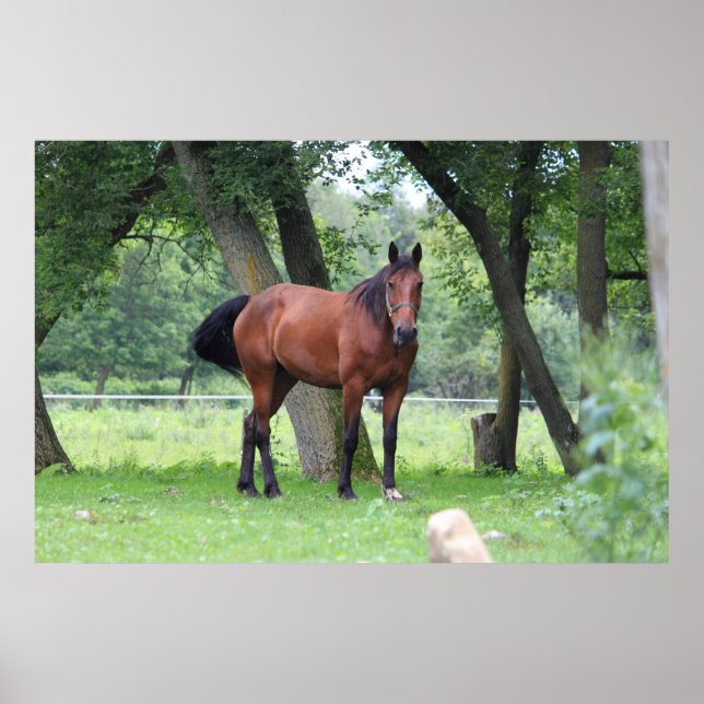 Poster Cheval de course - 0037 (Devant)