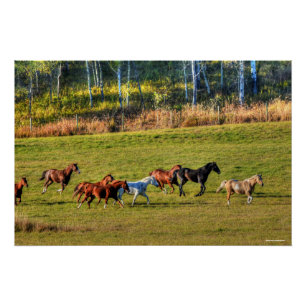 Poster Cheval de course Herd & Ranch Pasture Equine Photo