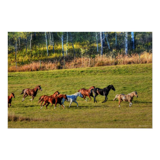 Poster Cheval de course Herd & Ranch Pasture Equine Photo (Devant)
