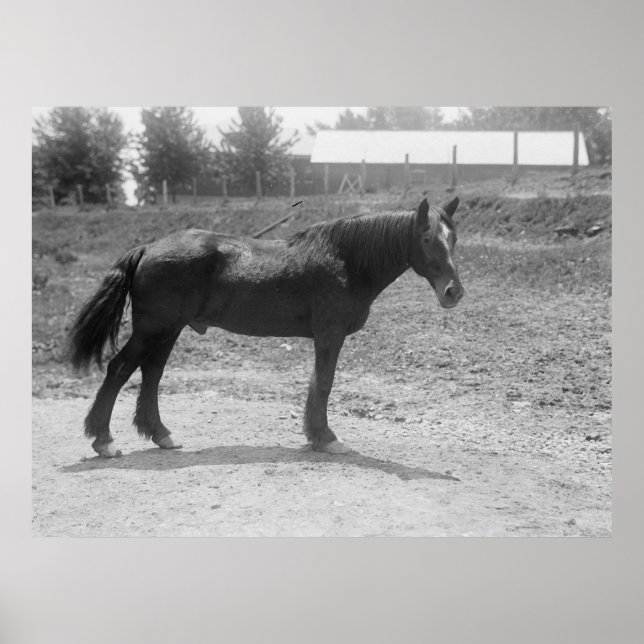 Poster Cheval de guerre à la retraite vers 1916 (Devant)