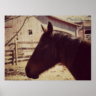 Poster Cheval de la baie