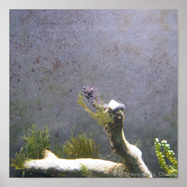 Poster Cheval de mer (Devant)