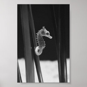 Poster Cheval de mer - Noir et blanc