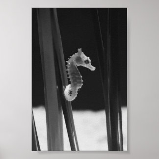 Poster Cheval de mer - Noir et blanc