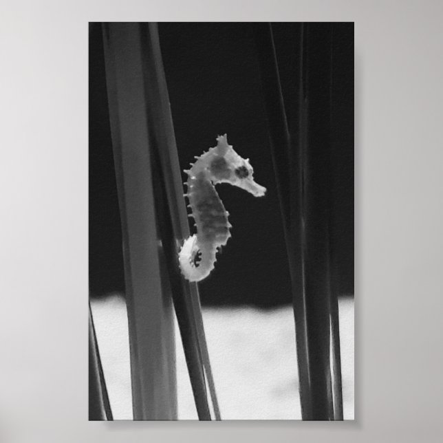 Poster Cheval de mer - Noir et blanc (Devant)