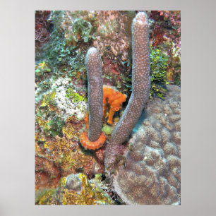 Poster Cheval de mer sur Coral