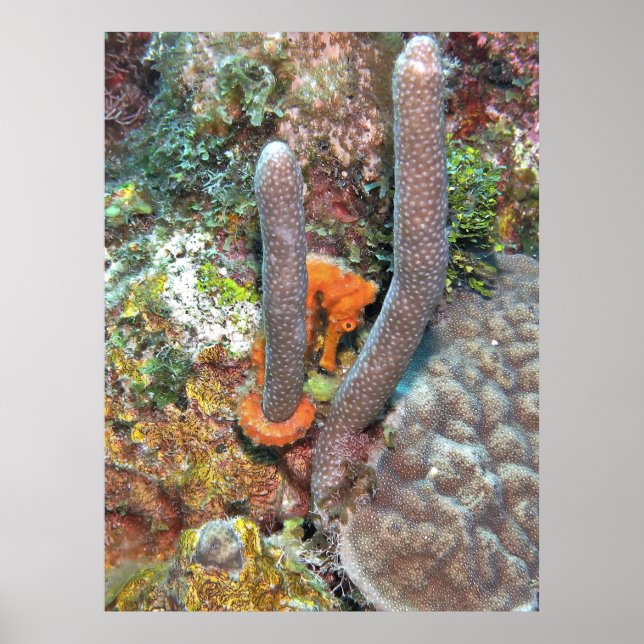 Poster Cheval de mer sur Coral (Devant)