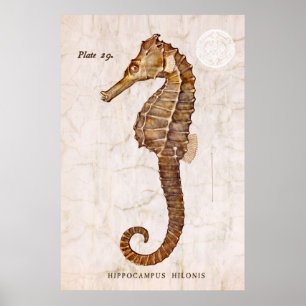 Poster Cheval de mer vintage - Cheval de mer antique Cust