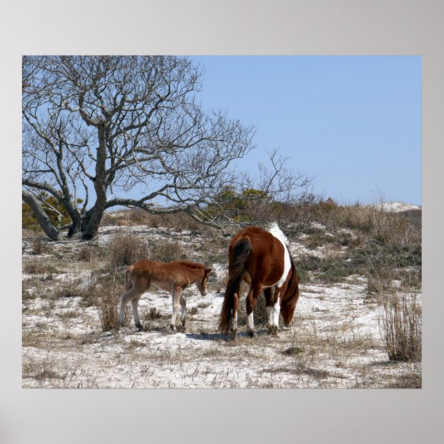 Poster Cheval de mère et de bébé à Assateague (Devant)