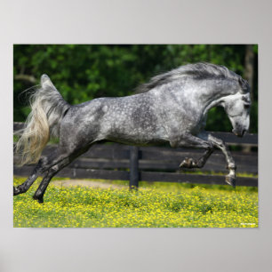 Poster Cheval de montagne rocheux gris pomme qui saute